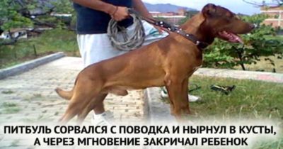 ПИТБУЛЬ СОРВАЛСЯ С ПОВОДКА И НЫРНУЛ В КУСТЫ, А ЧЕРЕЗ МГНОВЕНИЕ ЗАКРИЧАЛ РЕБЕНОК